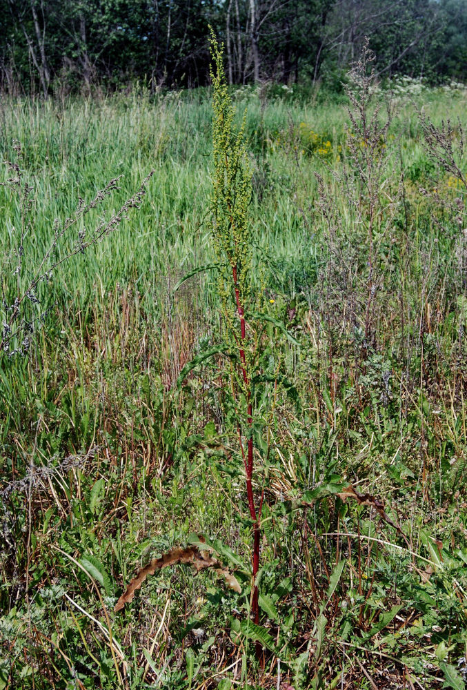 Изображение особи Rumex crispus.