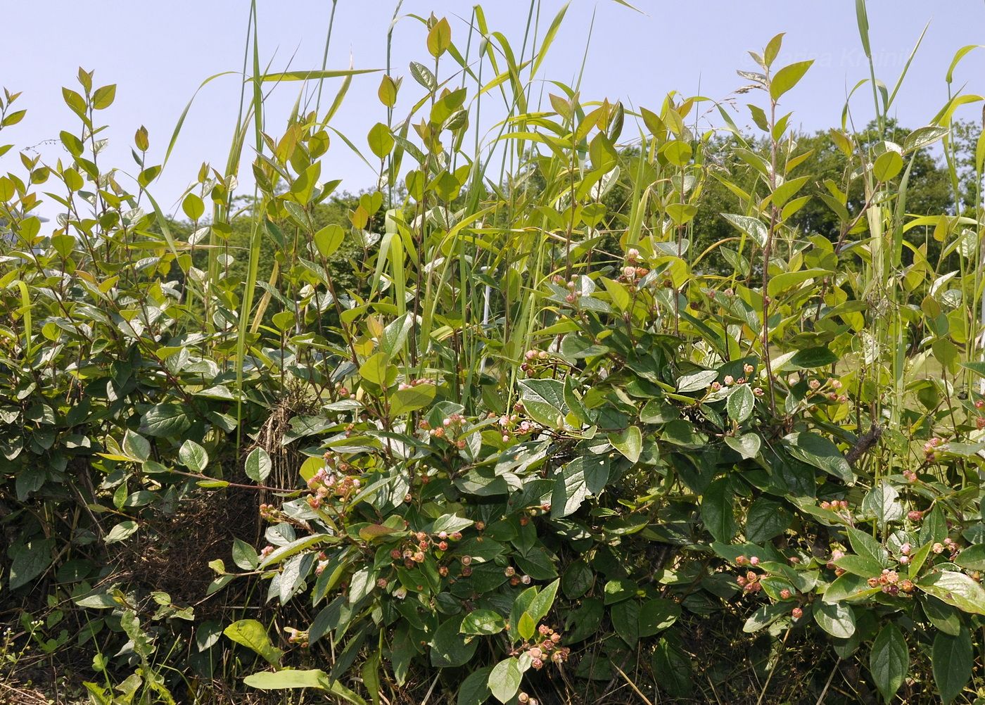 Image of Cotoneaster lucidus specimen.