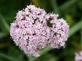 Valeriana sambucifolia. Соцветие. Мурманская обл., окр. пос. Дальние Зеленцы, Ярнышная губа, приморский луг у обочины дороги близ устья Бобрового ручья. 03.08.2010.