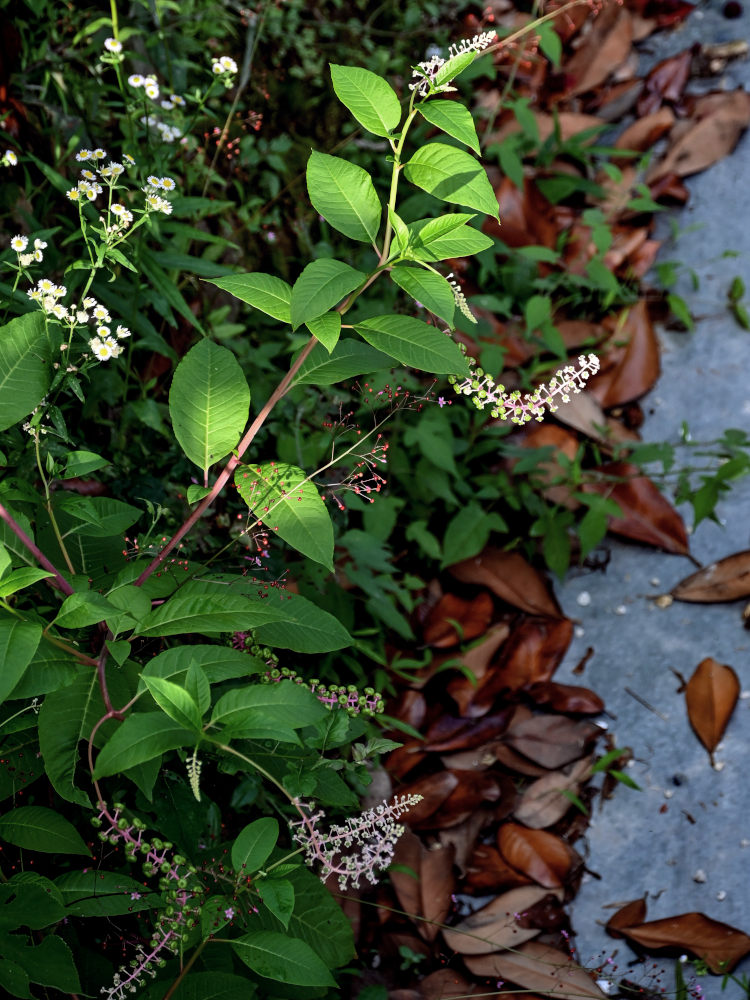 Image of Phytolacca americana specimen.