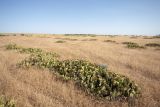 Opuntia tortispina. Аспект цветущих растений. Астраханская обл. Харабалинский р-н, экспериментальные посадки Российской академии наук конца XIX — начала XX вв; полупустыня. 31.05.2024.