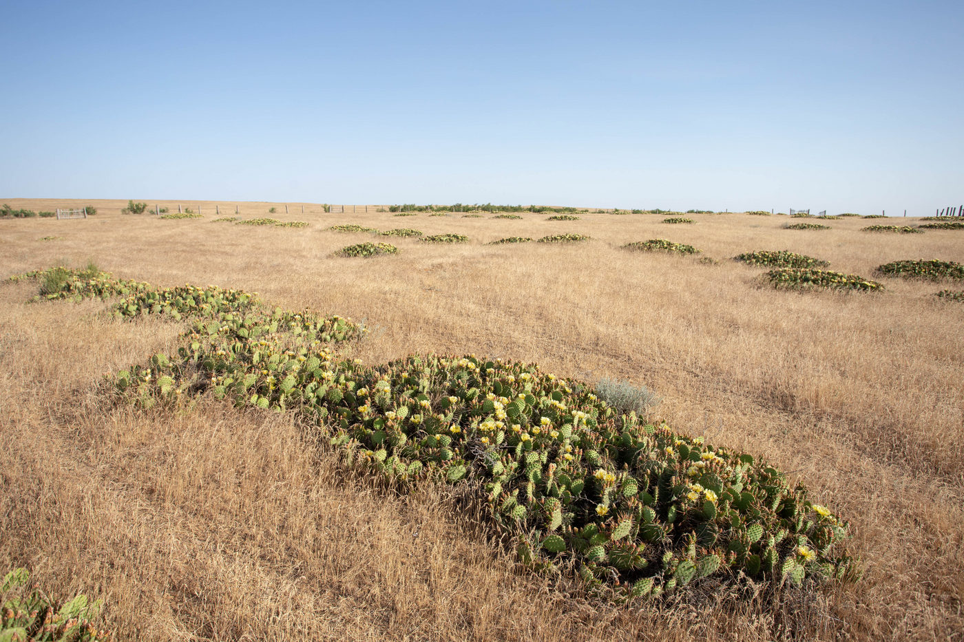 Изображение особи Opuntia tortispina.