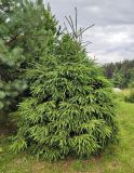 genus Picea. Молодое растение. Республика Карелия, Олонецкий национальный р-н, дер. Устье Тулоксы. Июль.