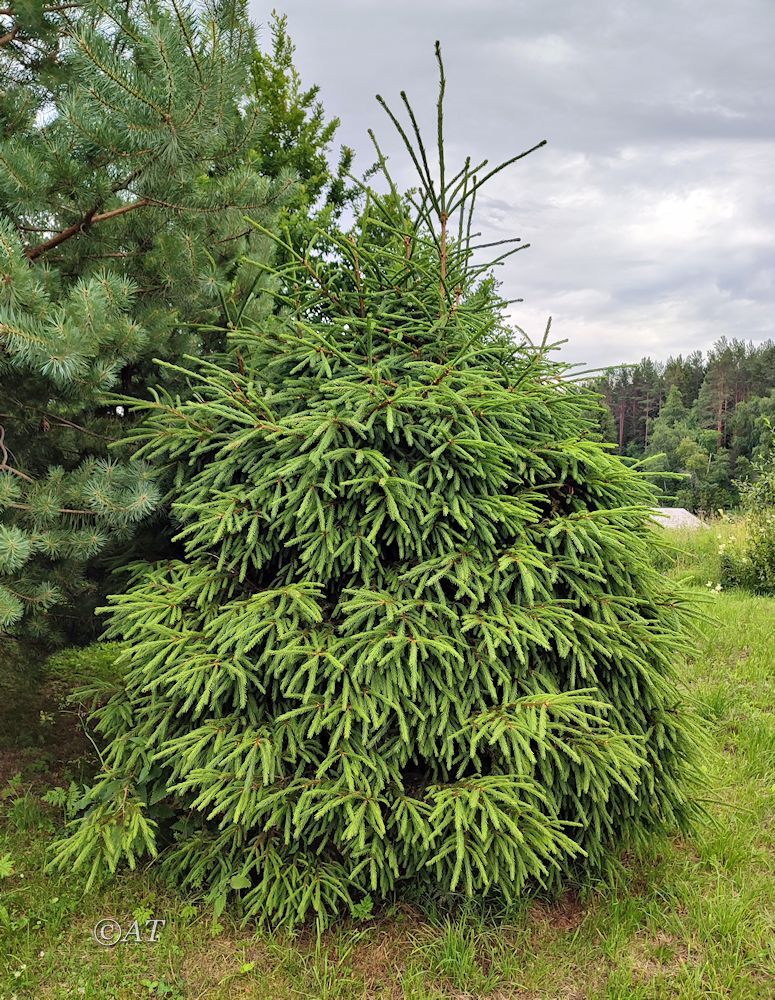 Image of genus Picea specimen.