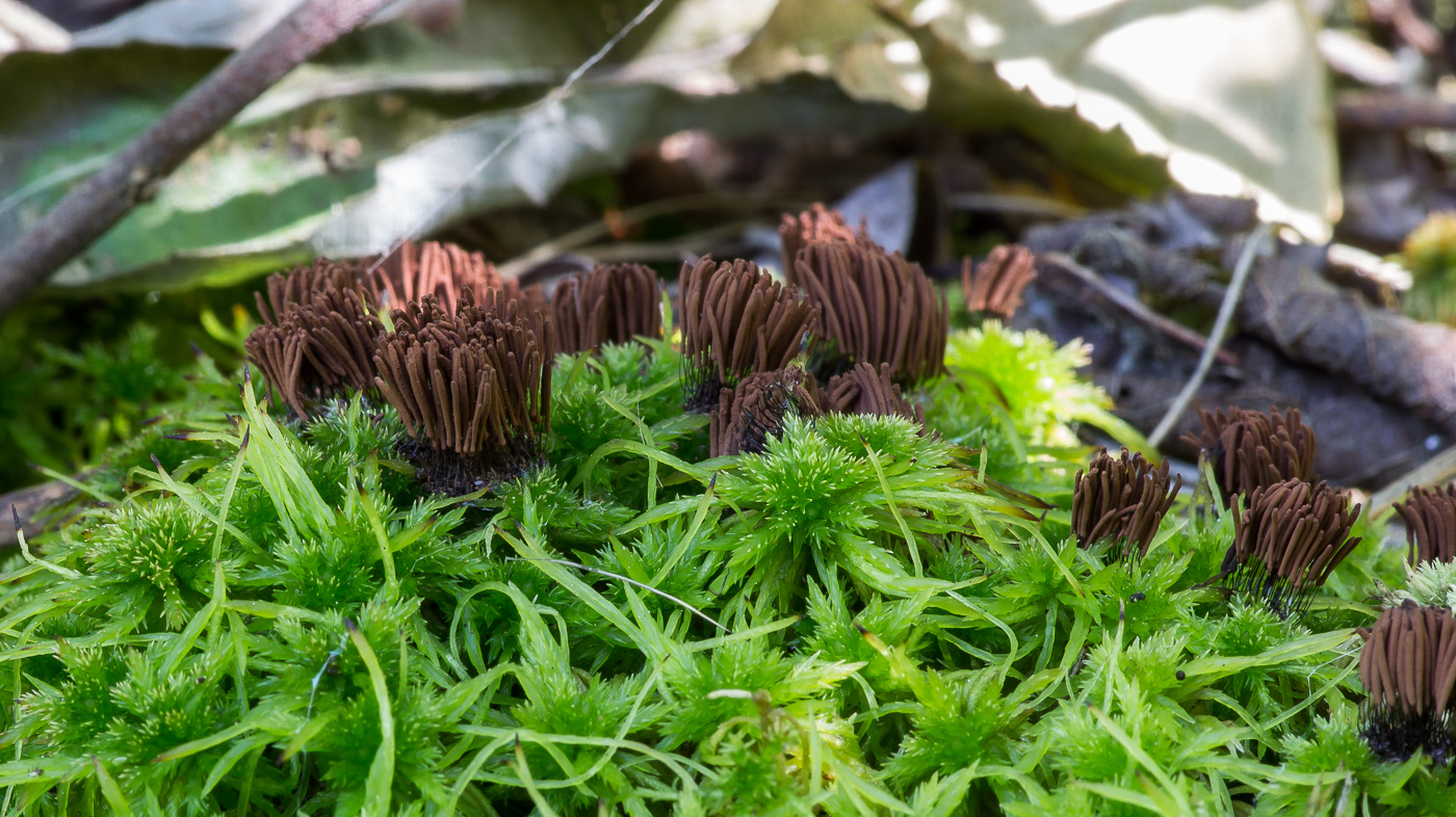 Image of genus Sphagnum specimen.