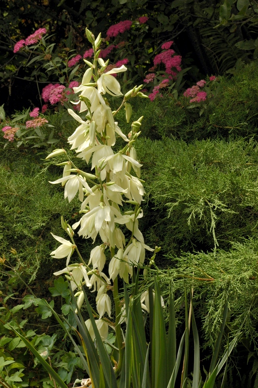 Image of Yucca filamentosa specimen.