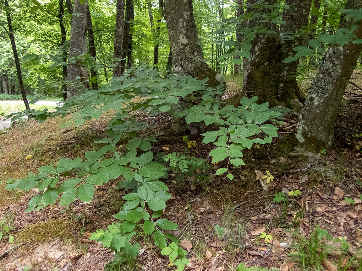 Image of Fagus &times; taurica specimen.