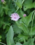 род Astrantia. Соцветие. Чечня, Шаройский р-н, с. Хакмадой, ур. Мальчхиче, выс. 1550 м н.у.м., луг. 30 июня 2024 г.