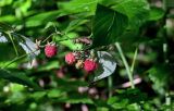 Rubus idaeus. Верхушка побега с плодами разной степени зрелости. Московская обл., Дмитровский гор. округ, окр. оз. Свиное, смешанный лес. 21.07.2024.