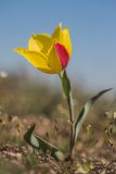 Tulipa suaveolens