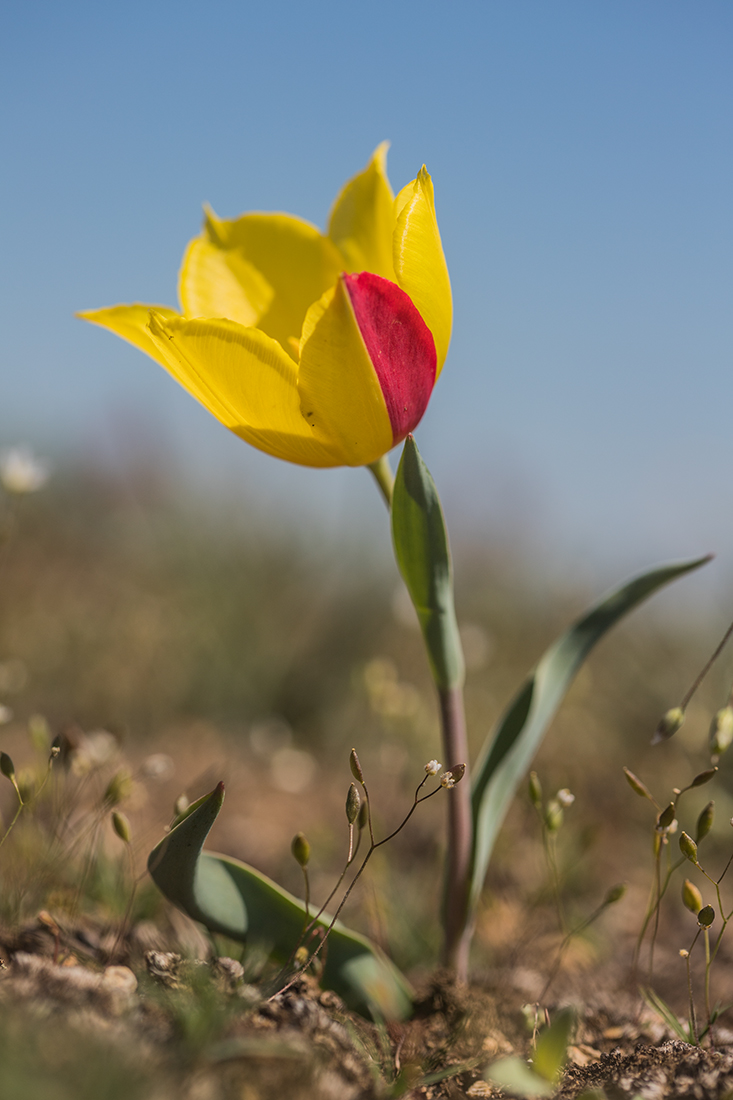 Image of Tulipa suaveolens specimen.