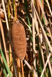 Typha minima. Соплодие. Казахстан, Алматинская обл., Чарынский нац. парк, пойма р. Чарын, ур. Куртогай, пересыхающая протока. 11 октября 2024 г.