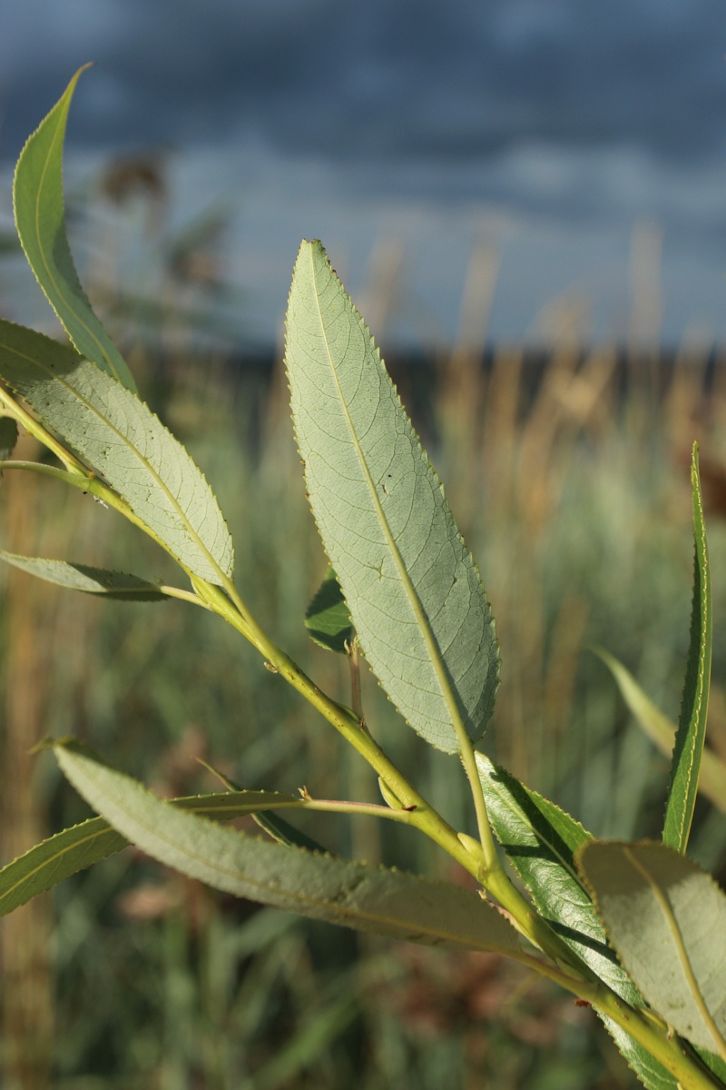 Image of Salix pentandra specimen.