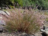 Chamaenerion colchicum