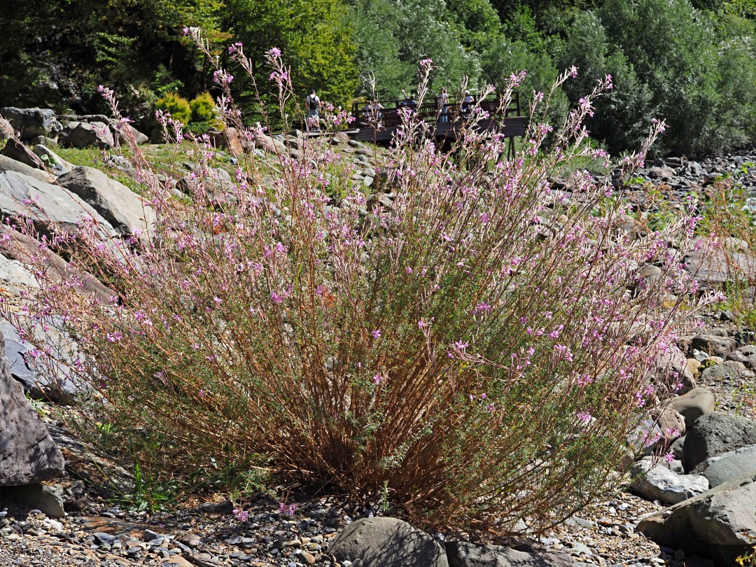 Изображение особи Chamaenerion colchicum.