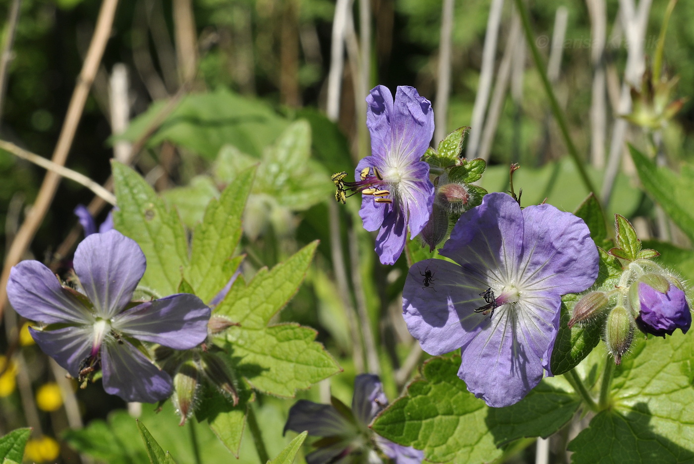 Image of Geranium platyanthum specimen.