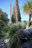 View full-size image Dasylirion graminifolium