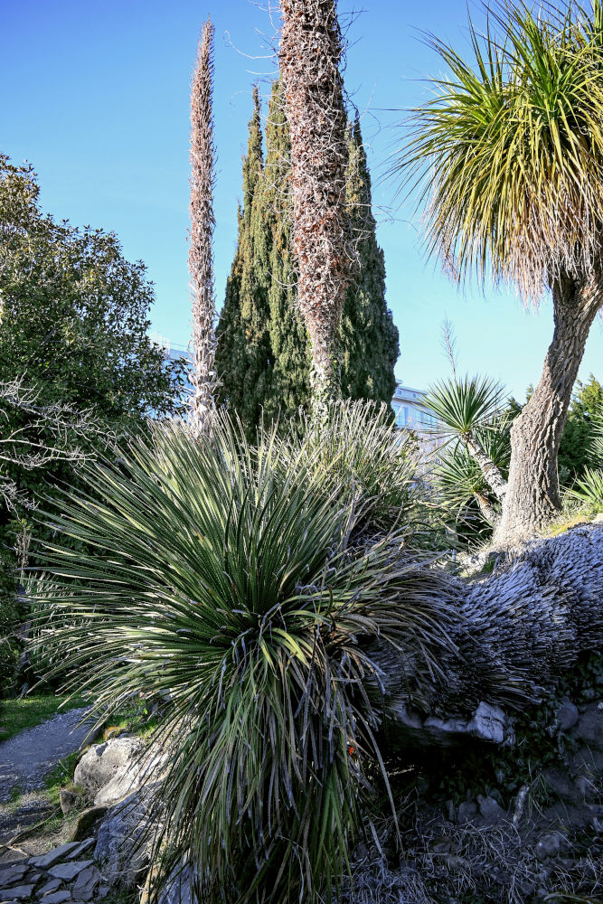 Image of Dasylirion graminifolium specimen.