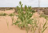 Смотреть изображение Isatis sabulosa
