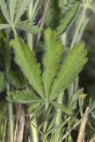 Смотреть изображение Potentilla recta