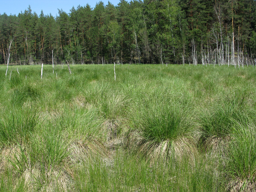 Image of Carex elata specimen.