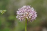 View full-size image genus Allium