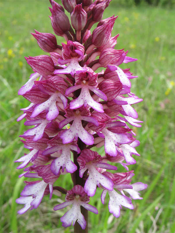 Изображение особи Orchis &times; hybrida.