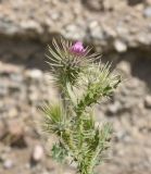 View full-size image Carduus onopordioides
