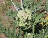 View full-size image Heracleum grandiflorum