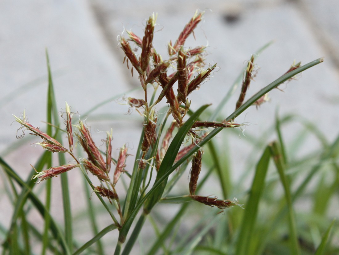 Изображение особи Cyperus rotundus.