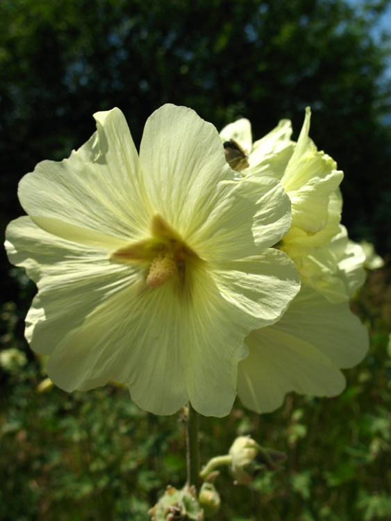 Изображение особи Alcea rugosa.