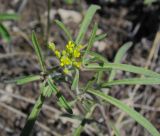 Meniocus linifolius