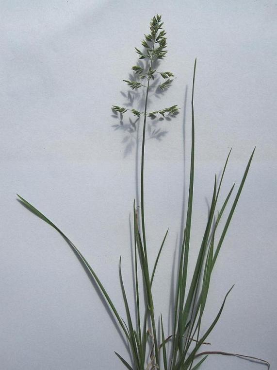 Image of Poa pratensis specimen.