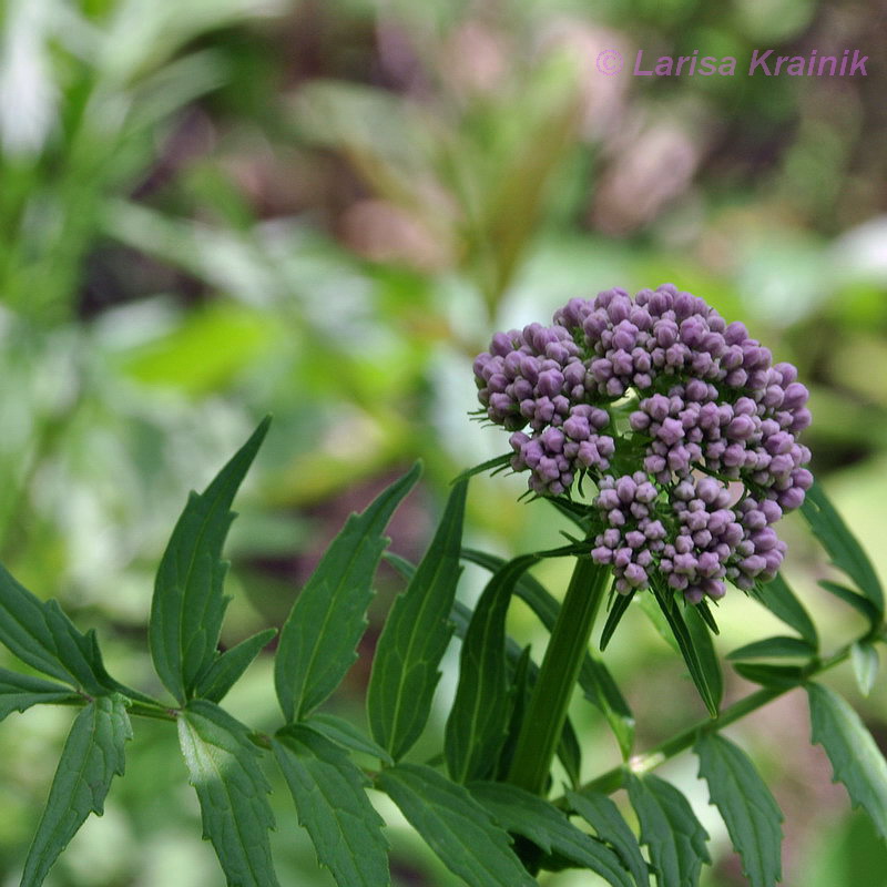 Image of Valeriana alternifolia specimen.