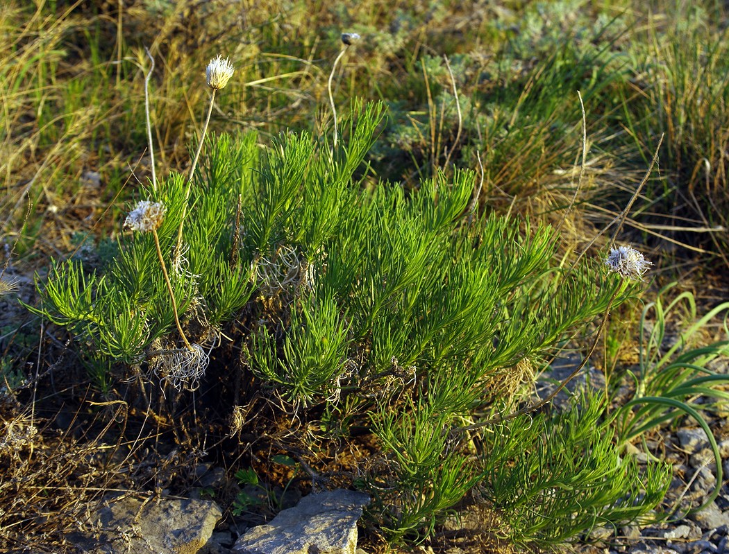 Image of Jurinea suffruticosa specimen.