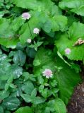 Astrantia maxima. Цветущие растения. Москва, ГБС РАН. 07.07.2011.