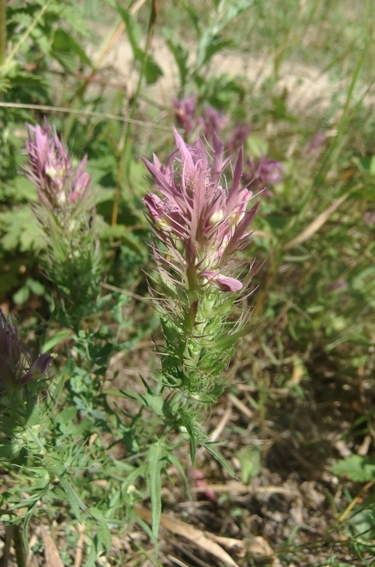 Image of Melampyrum arvense specimen.