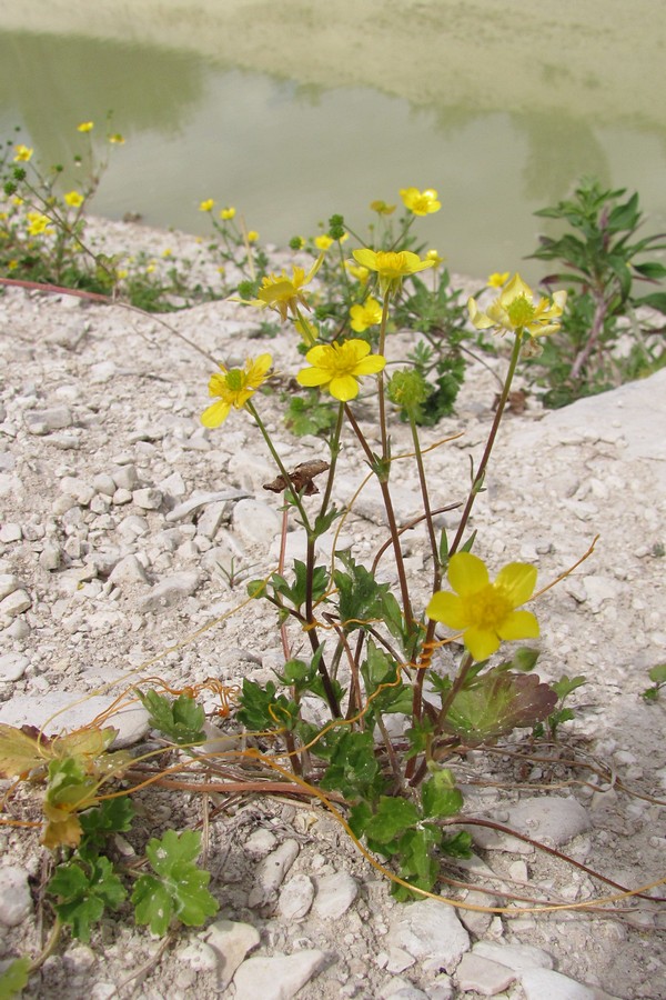 Image of Ranunculus sardous specimen.