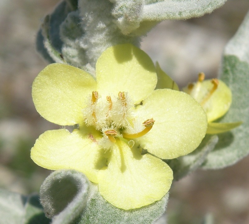 Image of Verbascum gnaphalodes specimen.