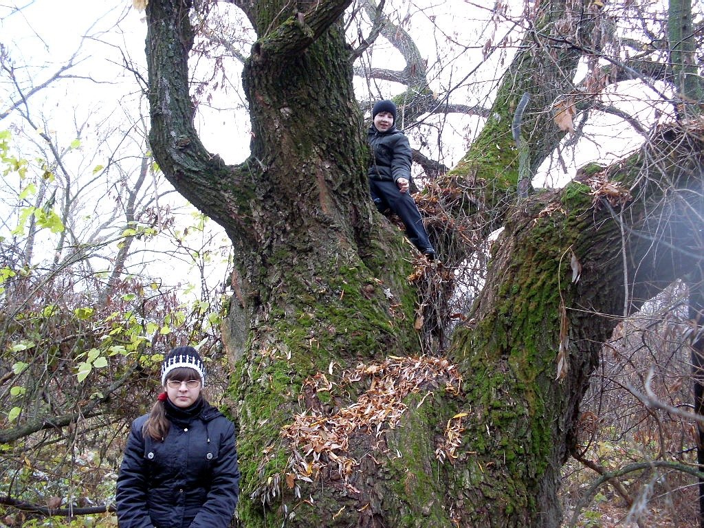 Image of Salix &times; blanda specimen.