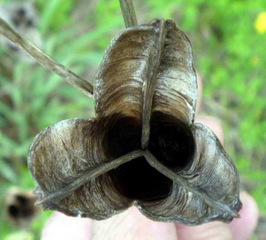 Image of Iris sibirica specimen.