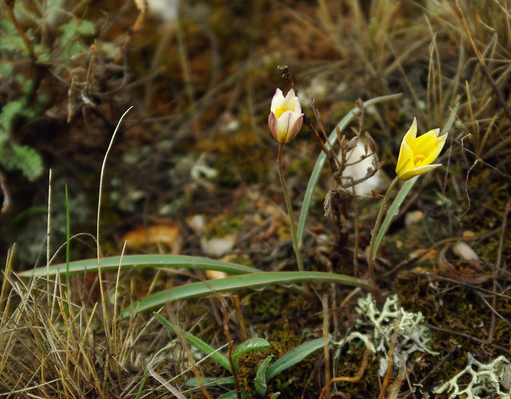 Изображение особи Tulipa scythica.