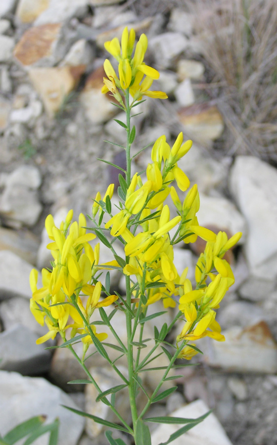 Image of Genista tinctoria specimen.