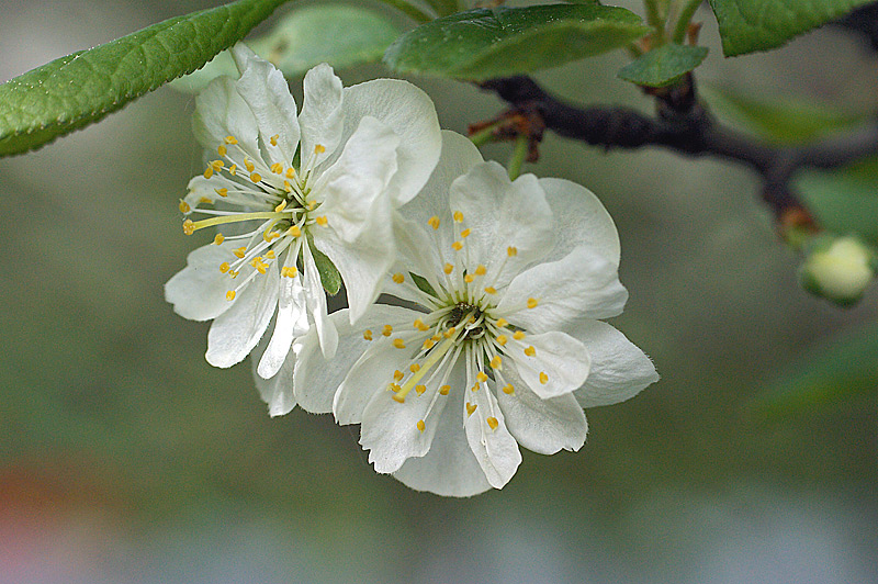 Image of Prunus domestica specimen.