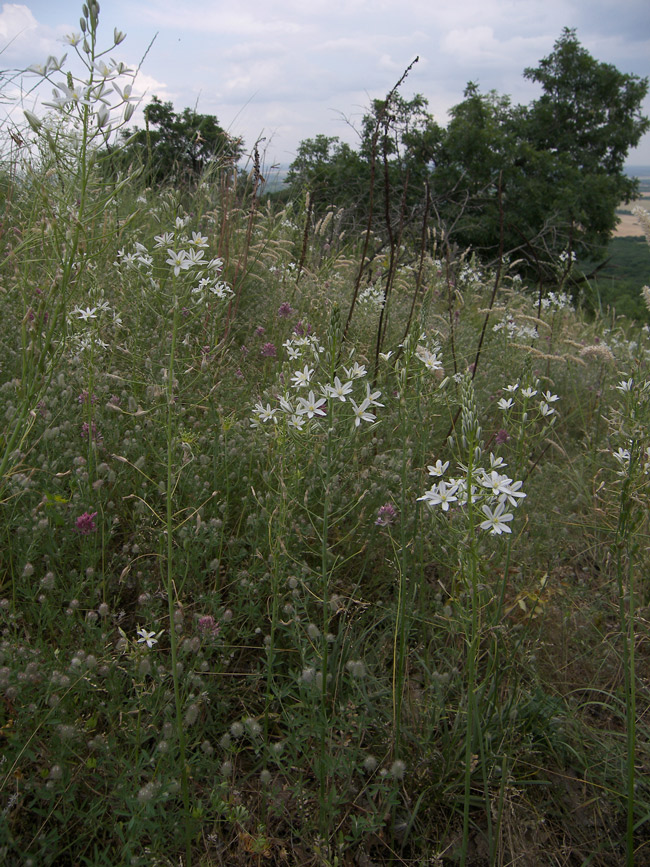 Image of Ornithogalum ponticum specimen.