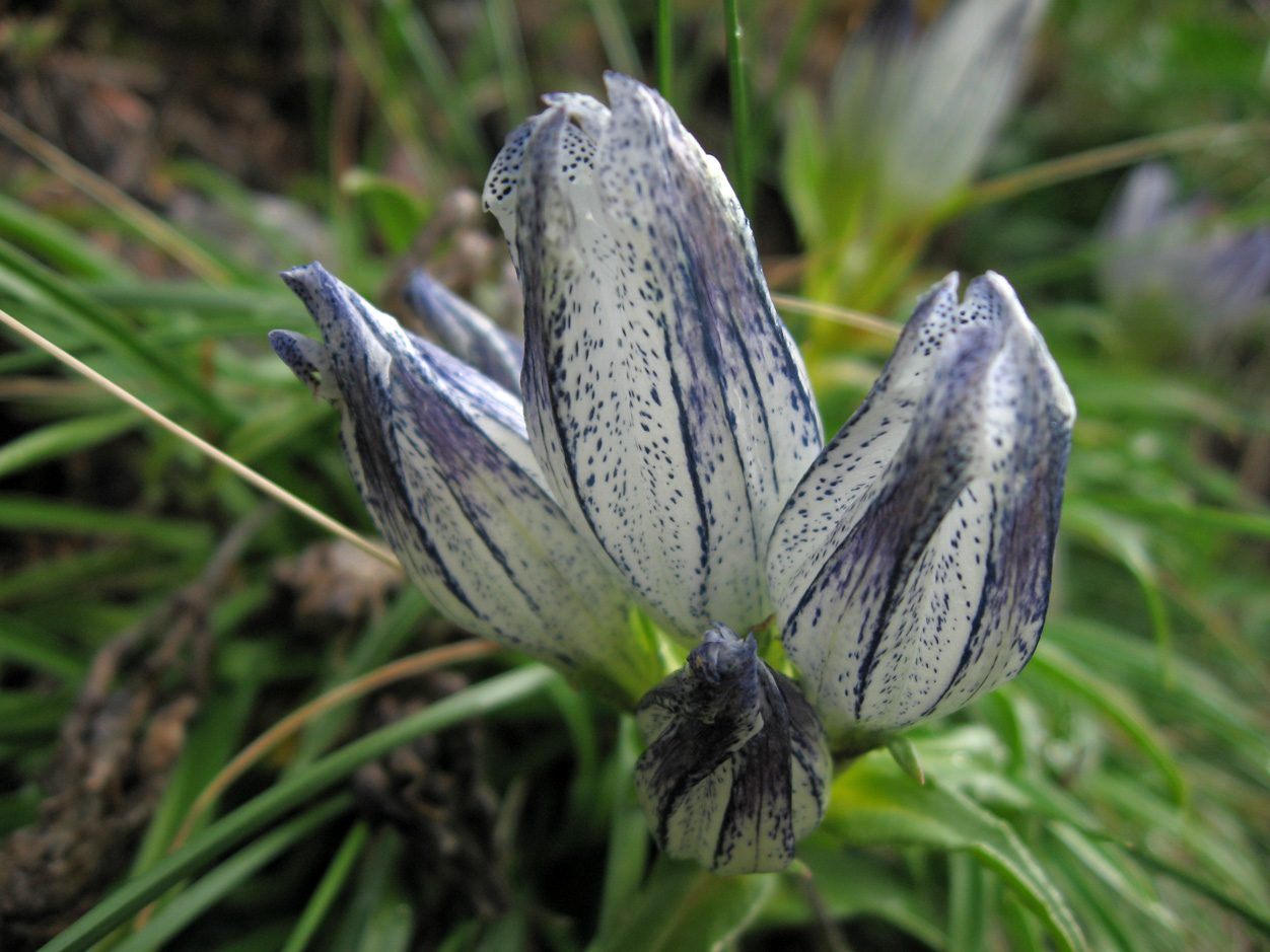 Image of Gentiana vodopjanovae specimen.