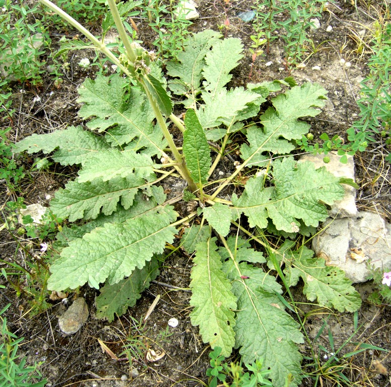 Image of Phlomoides labiosa specimen.