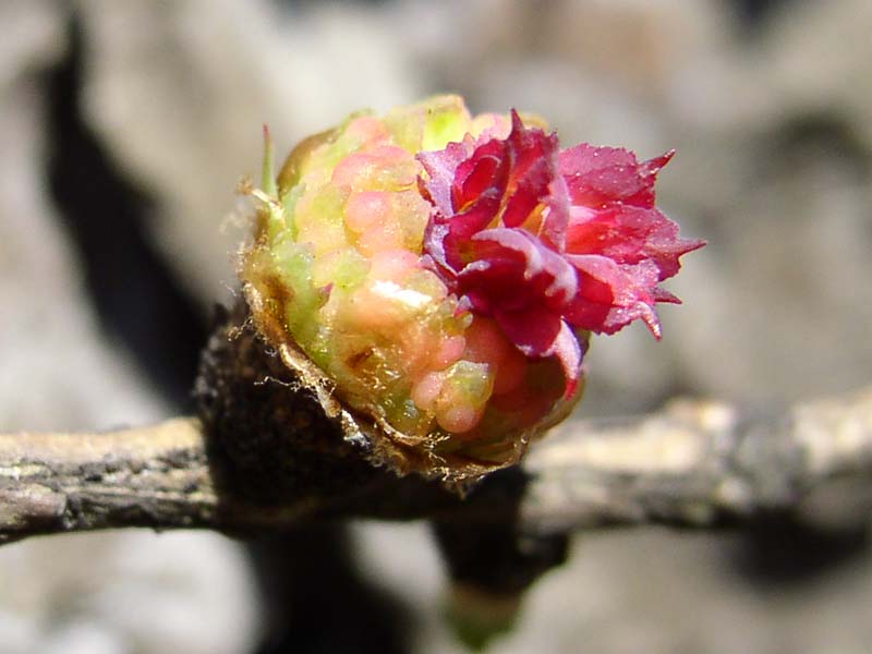 Image of Larix sibirica specimen.