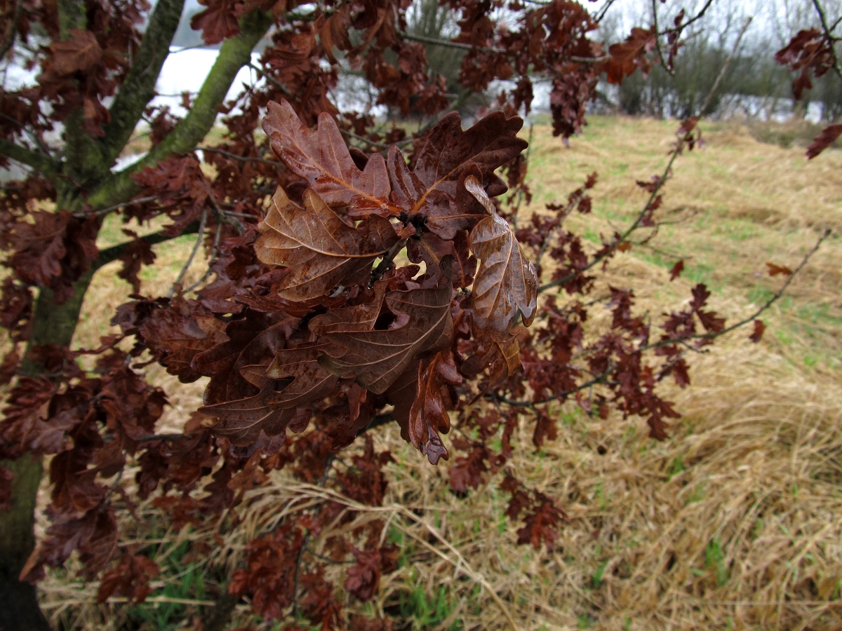 Image of Quercus robur specimen.