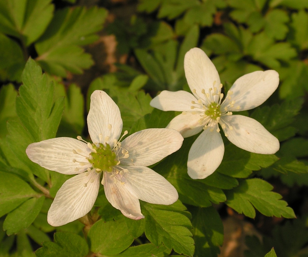 Image of Anemone amurensis specimen.